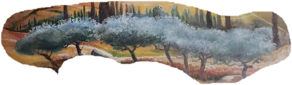 7 oliviers comme 7 chandeliers... comme 7 &eacute;glises !